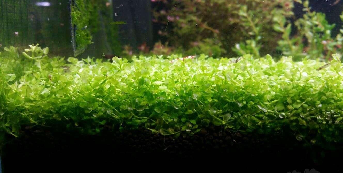  水下叶：陶粒种爬地矮珍珠，把握几个要点，一样能成功