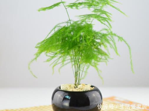  『油绿』文竹养护做足4个方面，叶子油绿还不黄叶，长势喜人，花满枝头