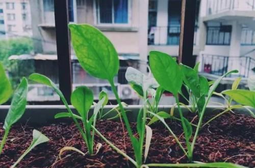  天能：阳台花盆里，撒下1把“菜籽”，30天能采摘，盆栽的蔬菜吃不完