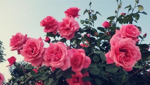  『适合』此花颜色丰富鲜艳，株行矮小，适合室内盆栽养护观赏