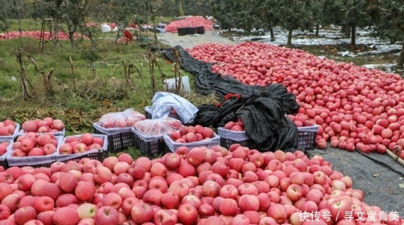  [超市]产地苹果5毛1斤卖不掉，超市零售价要5元，中间商到底赚了