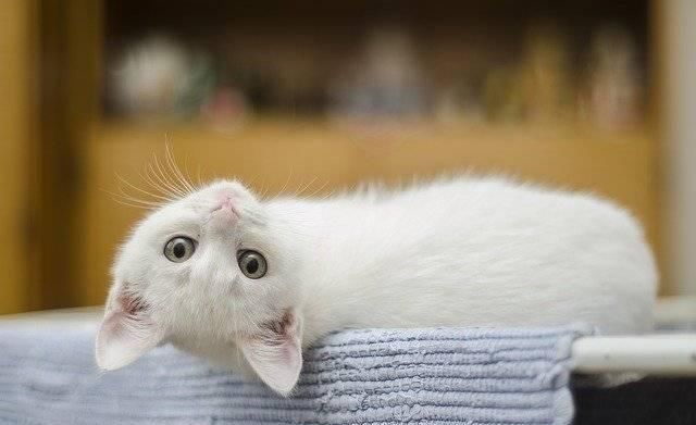  养猫：猫奴不喜欢听的五句话，大多数猫奴感同身受，你同意吗？