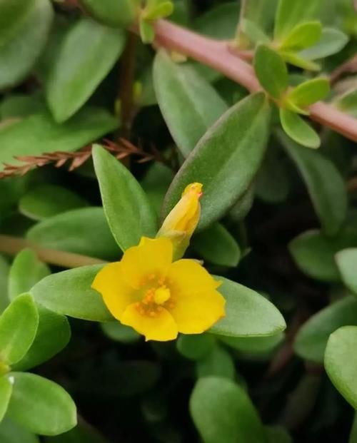  『盆栽』以前是路边的野草，现在却变成野菜，还能养成盆栽的马齿苋