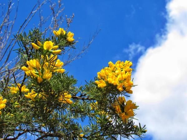  「大熊猫」植物界的“大熊猫”你见过吗？这两天在新龙开花了