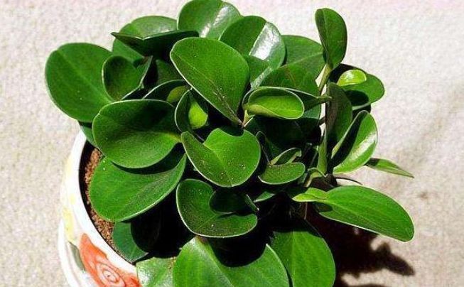  植物■豆瓣绿养护小秘籍，让它蹭蹭长不停！四季常青，养的绿油油