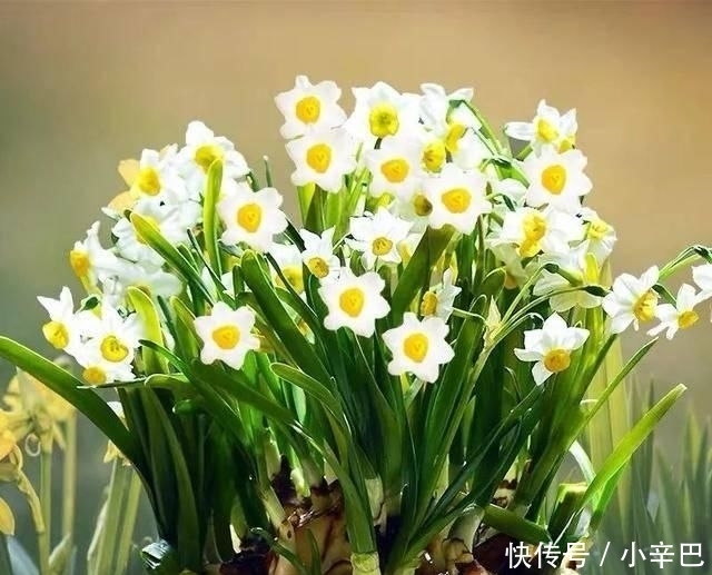 天使■喜欢白色?这五种“洁白花”不可错过,美如雪中天使