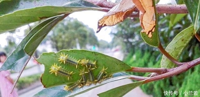  蜇伤：被“洋辣子”蜇了怎么办？老农：别着急，解药就在它身上