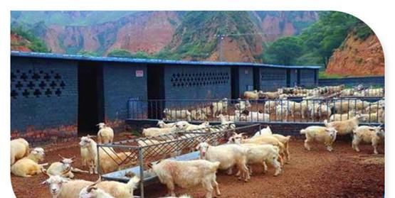  销路：现在农村创业，养殖什么可以不愁销路？推荐几个