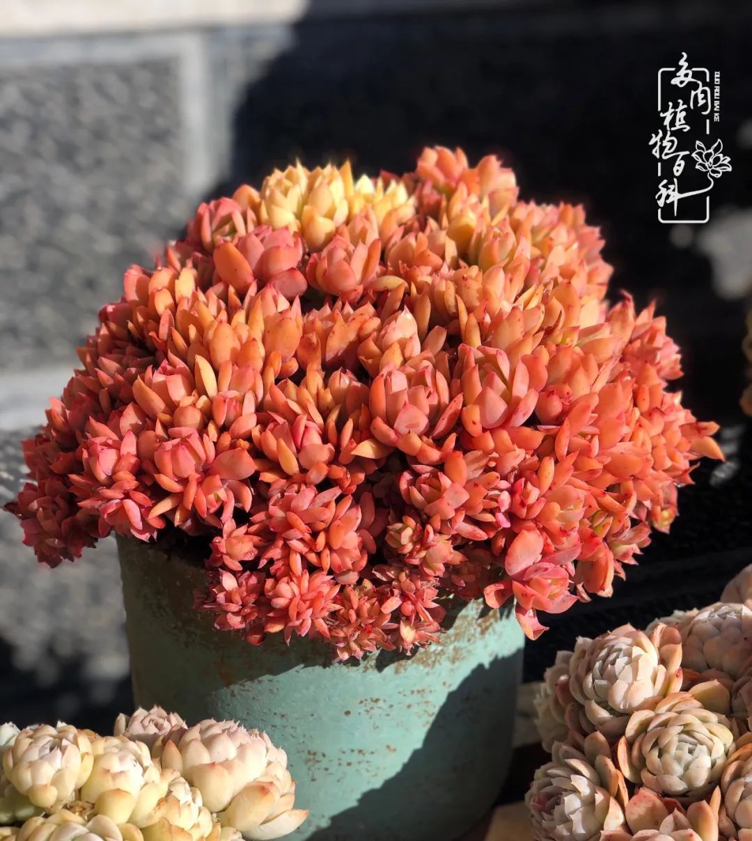 「院里」在茜的多肉小院里,花时间种快乐!