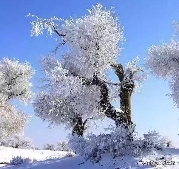 雪后的中国胡杨林，才是真正美爆了!