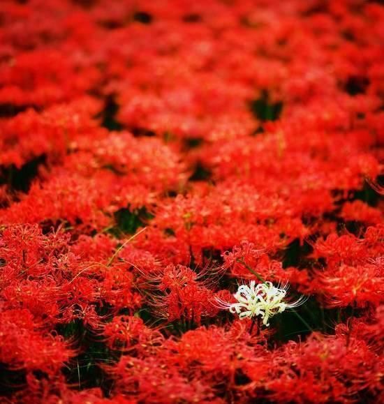  「石蒜」神奇！这种花，花叶永不相见，美极了！