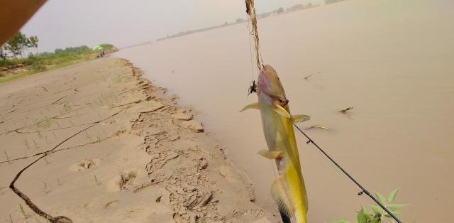 黄河水量创新高，钓友和农民却犯愁！不能钓鱼，也无法浇地