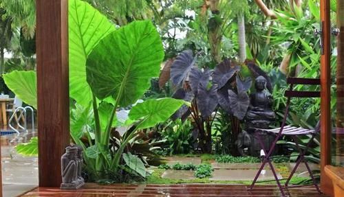 家里:适合布置在家里阴暗处的观赏植物,哪些会是你喜欢的品种