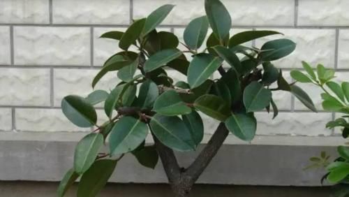 「观叶」哪些花卉绿植适合懒人养?在家栽种此4款,赏花观叶不犯愁