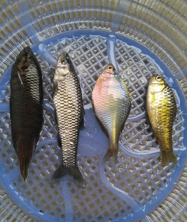  「鳑鲏」钓正经鱼总是空军，不如钓这几种小鱼，带回家油炸比吃肉过瘾多了