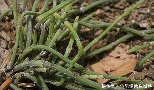 观赏价值|在农田,1种“杂草”不起眼,被称为“木贼草”,1斤卖到“5元”