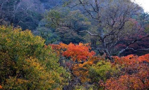 漫山红叶 美了老君山 醉了秋