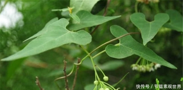  「有钱」农村一种植物，根部价值很高，野生的有钱也难买到，现