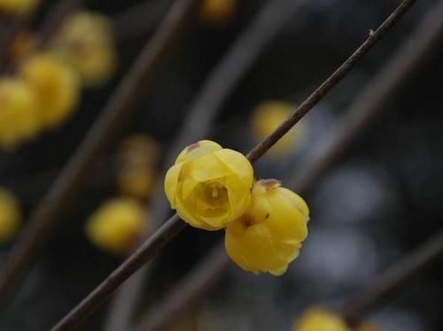  海棠花：乡间趣事！这“4种花”，花姿艳丽、雅俗共赏，浇水就能活，养家中一点不亏