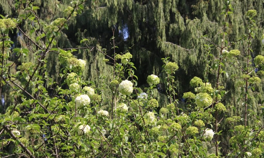  『绣球花』百花争春，绣球花也不堪寂寞