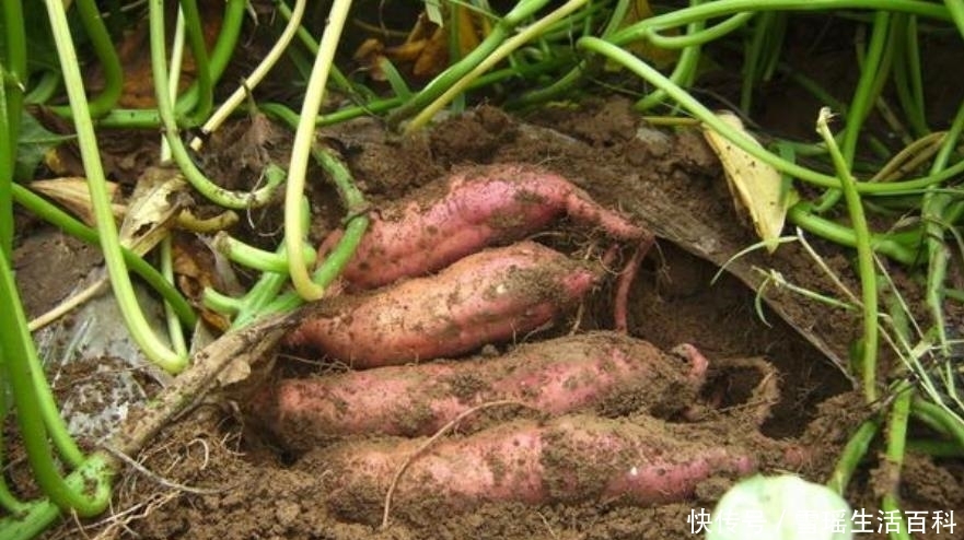 曾被外国禁止出口，后被人偷偷带回国，如今遍地没人要，拿去喂猪