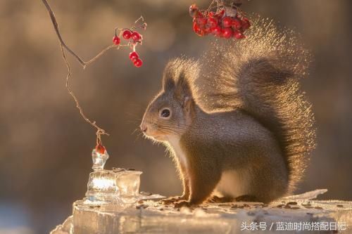 心理测试：四只神奇的松鼠选一只，测你靠颜值还是靠气质吸引异性