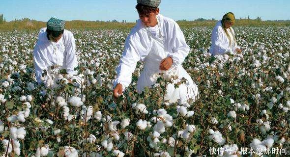 出口棉花15万吨，以为解决了大麻烦，我国却趁机狂赚2500亿