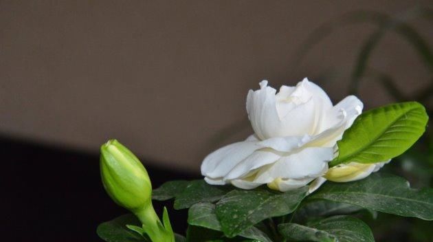  「栀子花」栀子花种植“四注意”，做好方能枝叶“旺盛”！
