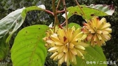 #列为#喜树被列为第一批国家重点保护野生植物,头状花序近球形