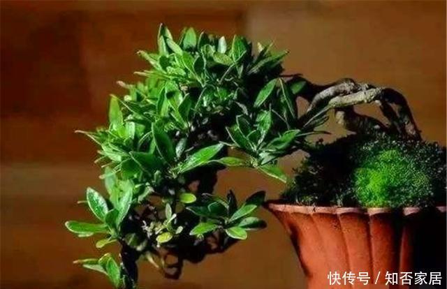  叶家：大叶家榆是盆景界中的“乡巴佬”？养护做好“4要点”，秀雅精致