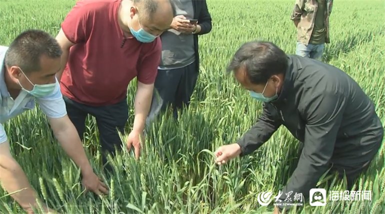  『大规模』齐河县开展小麦病虫害大规模飞防作业科学防治小麦条锈病