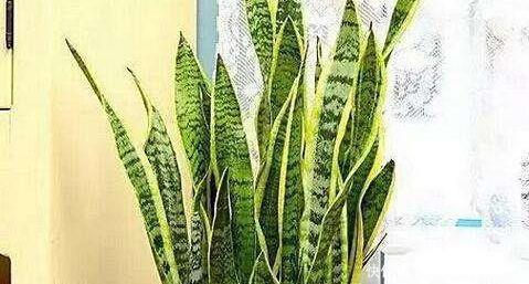 「虎皮兰」4种常见的“贱花”,浇水一多就“烂根”,不管却“爆盆”了