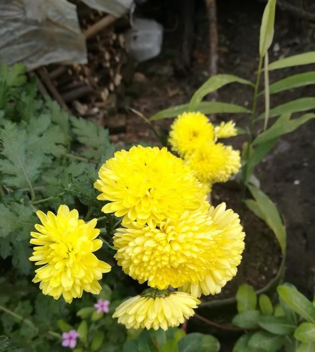 分离出来@菊花分株繁殖,成株快,操作简单易成活