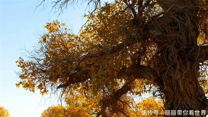 额济纳最牛的树，胡杨林的标志和形象，秋天叶子特别漂亮