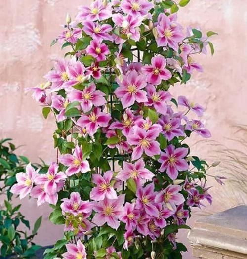  [漂亮]家中必养5种花，好养漂亮花期长，1个月不浇水,长得枝繁叶茂