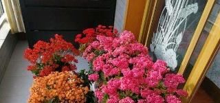 老人:这种花,适合老人养,全年开花,阳台养几盆,健康又长寿!