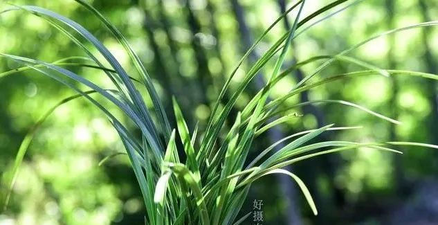  『种植的兰花』服盆期的兰花,可别乱施肥,这样施才安全有效!