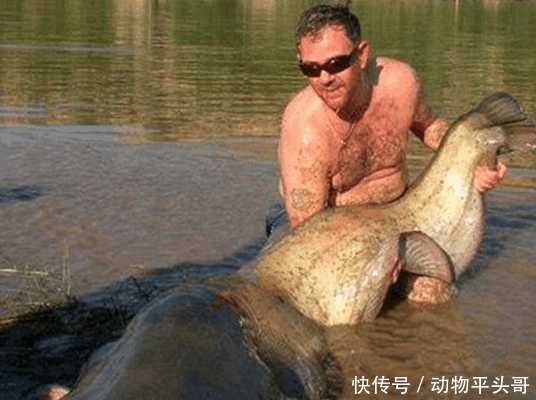 小镇被泛滥物种入侵, 无奈的居民只能用吃来控制泛滥