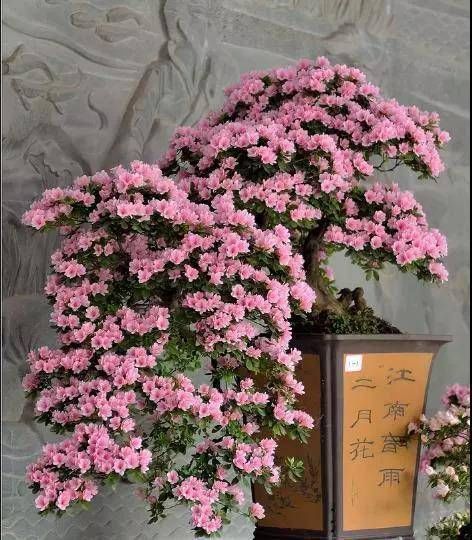  「盆栽」家里盆栽杜鹃花，杜鹃花爱掉叶，学会这一招，花开成簇爆满盆
