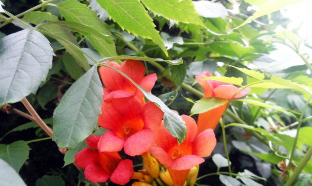  [三角梅]阳台养护“4种”爬藤花，盛开之时，仿佛1个“花帘”，真耐看！