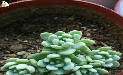  「种植」凝脂莲如何种植？又会受哪些害虫？全明白了！
