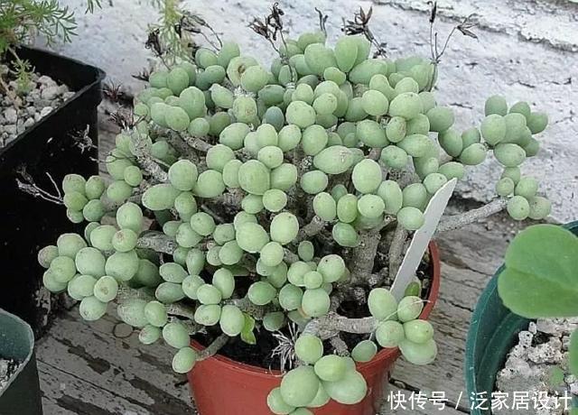 越来越■多肉迷越来越多,但是这几类多肉植物不宜养,有毒呢!
