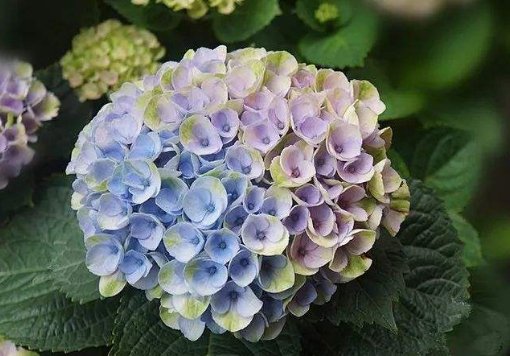 『适宜的生长』家里养上这款“淑雅花”,叶片色彩斑斓,妖艳迷人,花姿清幽淡雅