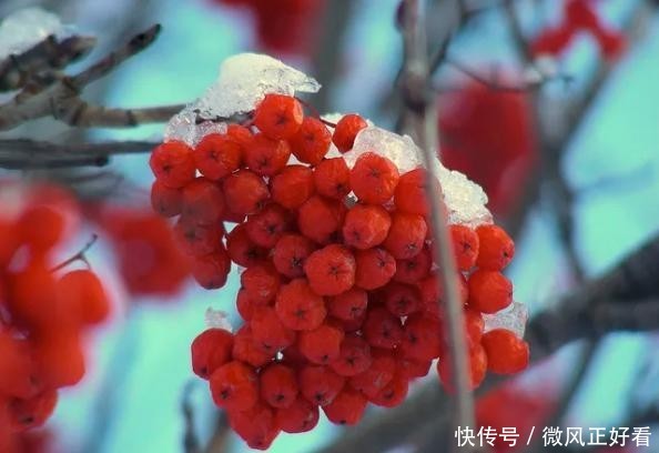  [雷电]七度灶是花亦是果，雷电树坚固不懈心