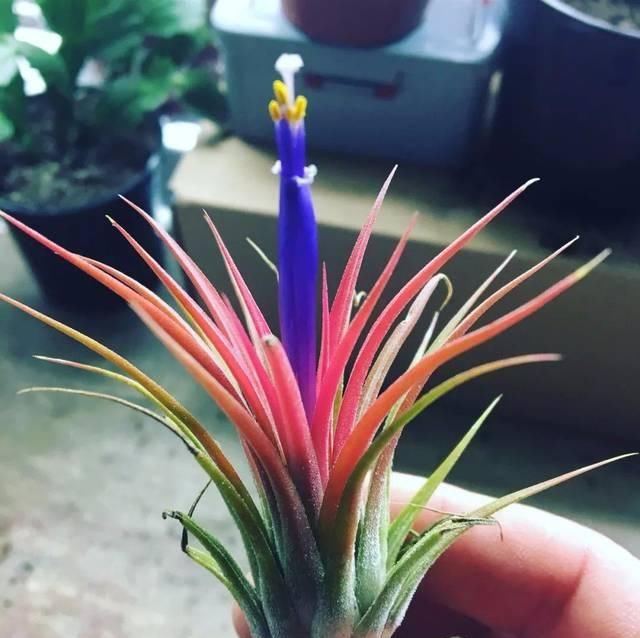  #室内#在北方的室内也能养好的几种热带观叶植物，让家里有热带的风情
