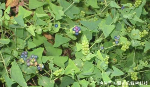 野菜@在农地里,1种野菜别踩踏,价值比三叶草还高,你见过吗?