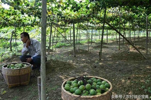 农民不种玉米改种它,亩产一万个,每个两元,年赚