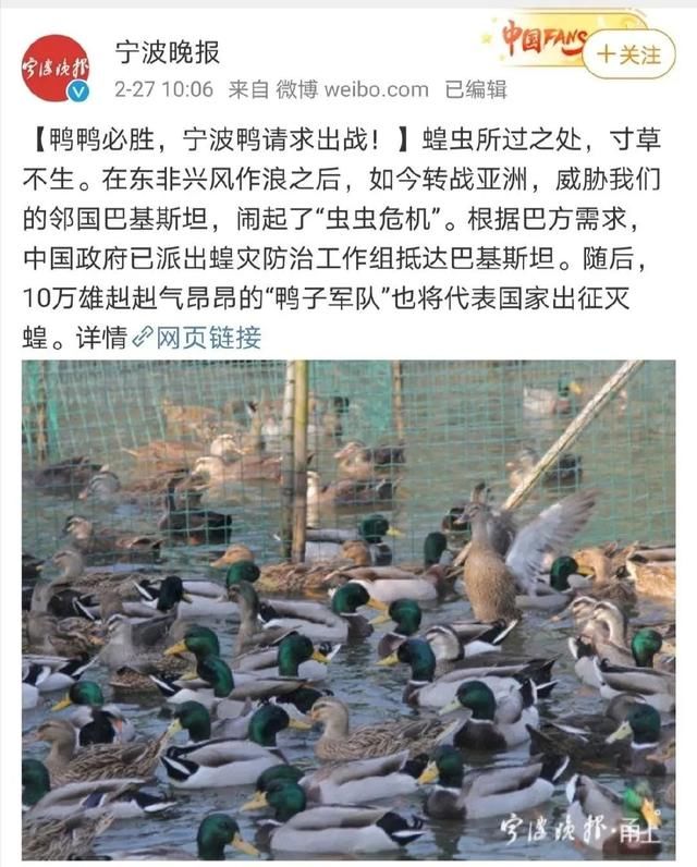  「出征」10万只鸭子出征灭蝗，在线翻车了？