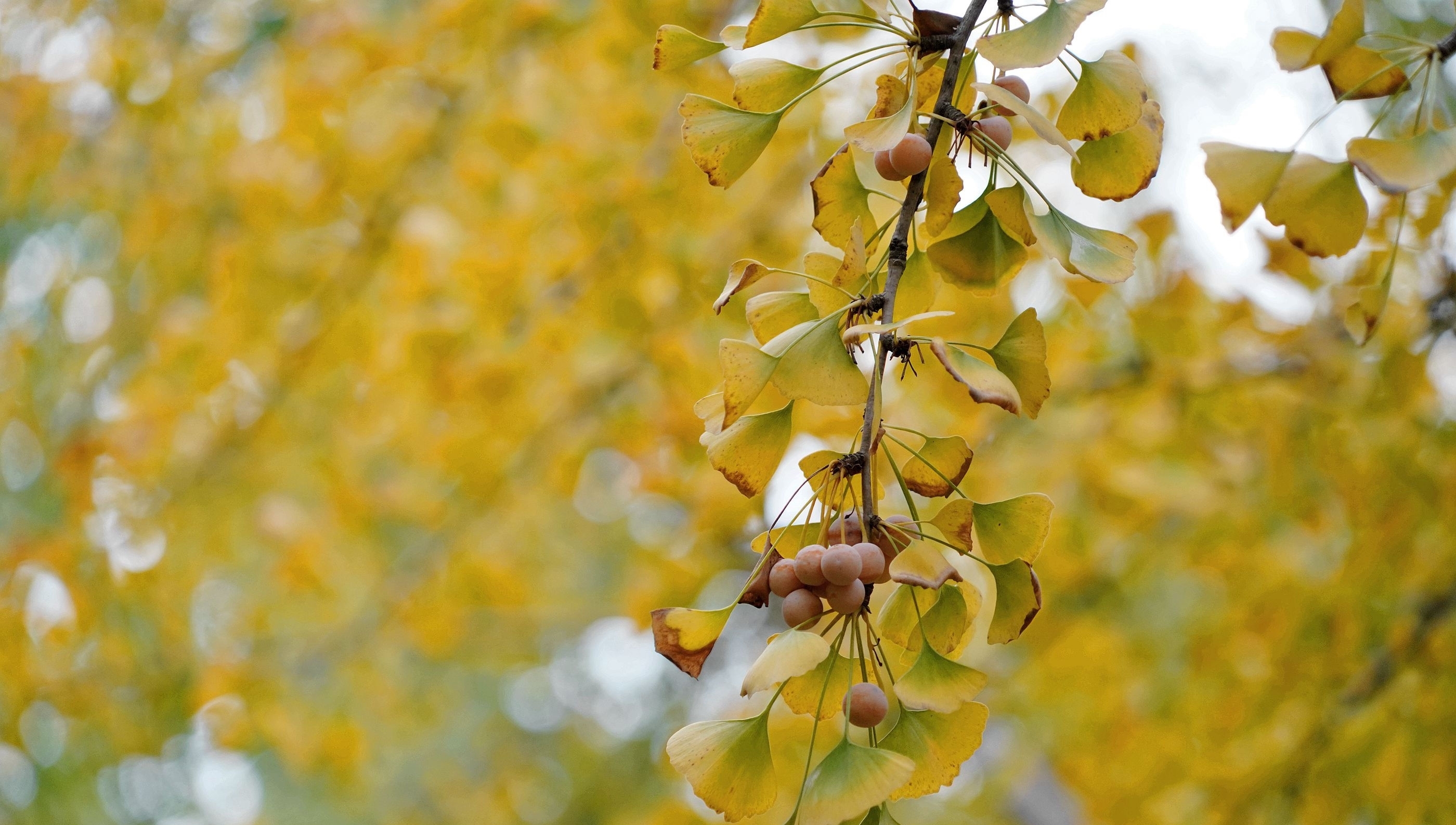  [银杏]山西农民8亩银杏林扔掉20年，现今坐在地头收门票，月赚10