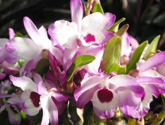  「香飘」这些花的花香，堪比栀子花，家养一盆，香飘十里，看着仙气满满